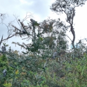 Callocephalon fimbriatum at Ainslie, ACT - suppressed