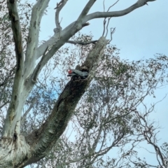 Callocephalon fimbriatum at Ainslie, ACT - suppressed