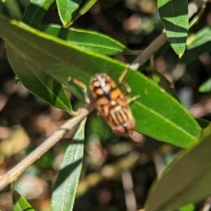 Eristalinus sp. (genus) at Phillip, ACT - 28 Nov 2022