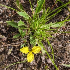 Goodenia hederacea at Garran, ACT - 12 Nov 2022 04:03 PM