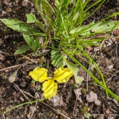 Goodenia hederacea at Garran, ACT - 12 Nov 2022