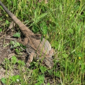 Pogona barbata at Garran, ACT - suppressed