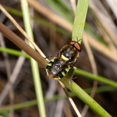 Odontomyia hunteri (Soldier fly) at Molonglo Valley, ACT - 28 Nov 2022 by Roger