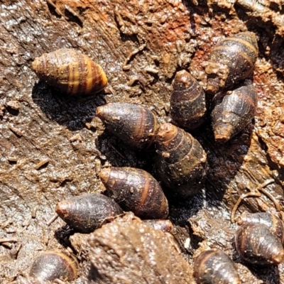 Unidentified Snail or Slug (Gastropoda) at Hyland Park, NSW - 26 Nov 2022 by trevorpreston