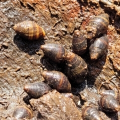 Unidentified Snail or Slug (Gastropoda) at Hyland Park, NSW - 25 Nov 2022 by trevorpreston