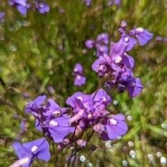 Utricularia dichotoma (Fairy Aprons, Purple Bladderwort) at Lake George, NSW - 28 Nov 2022 by MPennay