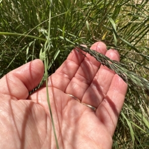 Sporobolus creber at Aranda, ACT - 28 Nov 2022