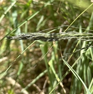 Sporobolus creber at Aranda, ACT - 28 Nov 2022