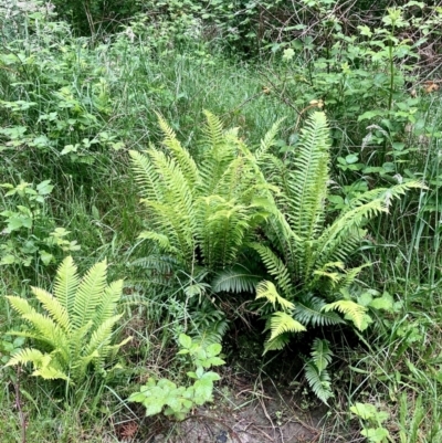 Blechnum nudum (Fishbone Water Fern) at Kowen, ACT - 27 Nov 2022 by Komidar