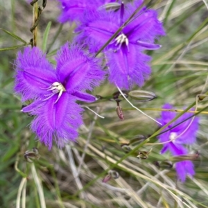 Thysanotus tuberosus at Fraser, ACT - 27 Nov 2022 10:57 AM