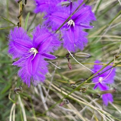 Thysanotus tuberosus (Common Fringe-lily) at Fraser, ACT - 26 Nov 2022 by R0ger