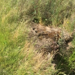 Varanus rosenbergi at Hackett, ACT - 27 Nov 2022