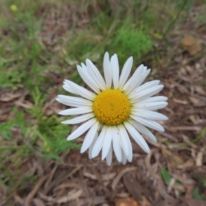 Brachyscome diversifolia var. diversifolia at Watson, ACT - 27 Nov 2022