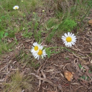 Brachyscome diversifolia var. diversifolia at Watson, ACT - 27 Nov 2022