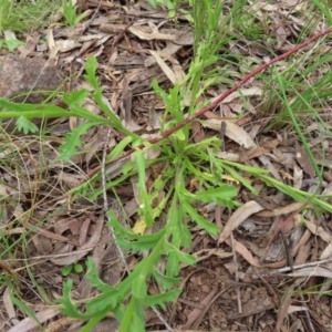 Brachyscome diversifolia var. diversifolia at Watson, ACT - 27 Nov 2022