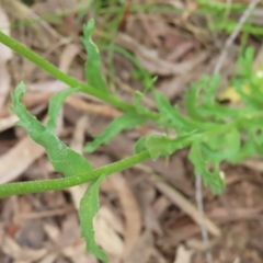 Brachyscome diversifolia var. diversifolia at Watson, ACT - 27 Nov 2022