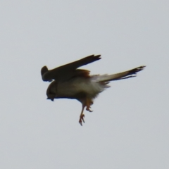 Falco cenchroides (Nankeen Kestrel) at Mount Majura - 27 Nov 2022 by MatthewFrawley
