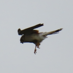 Falco cenchroides (Nankeen Kestrel) at Watson, ACT - 27 Nov 2022 by MatthewFrawley