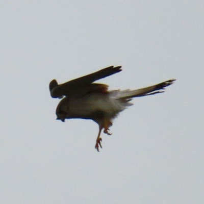 Falco cenchroides (Nankeen Kestrel) at Watson, ACT - 27 Nov 2022 by MatthewFrawley