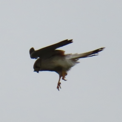 Falco cenchroides (Nankeen Kestrel) at Mount Majura - 27 Nov 2022 by MatthewFrawley