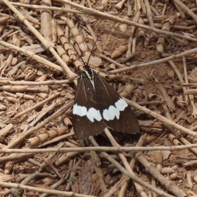 Nyctemera amicus (Senecio Moth, Magpie Moth, Cineraria Moth) at Watson, ACT - 27 Nov 2022 by MatthewFrawley