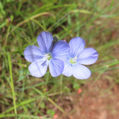 Linum marginale (Native Flax) at P11 - 27 Nov 2022 by MatthewFrawley