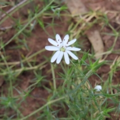 Stellaria pungens (Prickly Starwort) at Watson, ACT - 27 Nov 2022 by MatthewFrawley