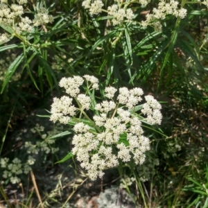 Cassinia longifolia at Molonglo Valley, ACT - 26 Nov 2022