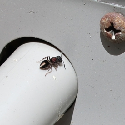 Mutillidae (family) (Unidentified Mutillid wasp or velvet ant) at Wodonga, VIC - 28 Nov 2022 by KylieWaldon