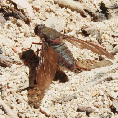 Comptosia insignis (A bee fly) at Tennent, ACT - 28 Nov 2022 by JohnBundock