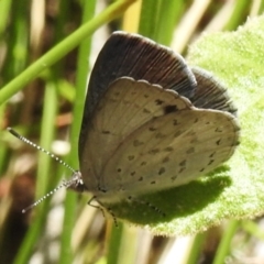 Erina hyacinthina (Varied Dusky-blue) at Tennent, ACT - 28 Nov 2022 by JohnBundock