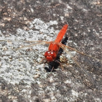 Diplacodes haematodes (Scarlet Percher) at Tennent, ACT - 28 Nov 2022 by JohnBundock