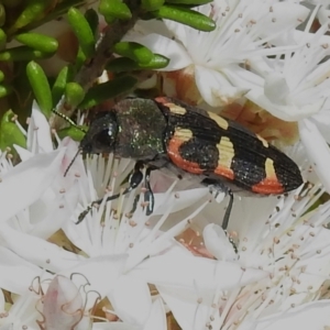 Castiarina sexplagiata at Tennent, ACT - 28 Nov 2022