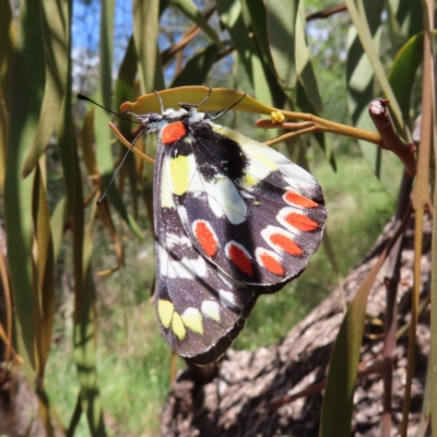 Delias aganippe (Spotted Jezebel) at Hall, ACT - 27 Nov 2022 by MatthewFrawley