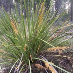 Lomandra longifolia (Spiny-headed Mat-rush, Honey Reed) at Kowen, ACT - 27 Nov 2022 by Komidar