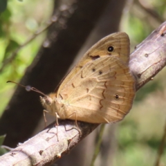 Heteronympha merope (Common Brown Butterfly) at Hall, ACT - 27 Nov 2022 by MatthewFrawley