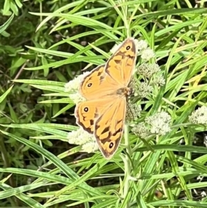 Heteronympha merope at Stromlo, ACT - 27 Nov 2022 08:38 AM