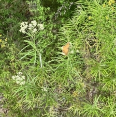 Heteronympha merope at Stromlo, ACT - 27 Nov 2022