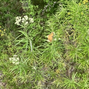Heteronympha merope at Stromlo, ACT - 27 Nov 2022 08:38 AM