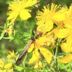 Harpobittacus australis at Stromlo, ACT - 27 Nov 2022