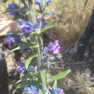 Echium vulgare at Cooma, NSW - 28 Nov 2022