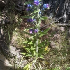 Echium vulgare at Cooma, NSW - 28 Nov 2022