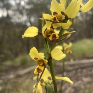 Diuris sulphurea at Corrowong, NSW - 27 Nov 2022