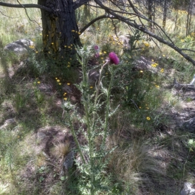 Carduus nutans (Nodding Thistle) at Cooma, NSW - 28 Nov 2022 by mahargiani