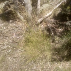 Rytidosperma pallidum at Cooma, NSW - 28 Nov 2022