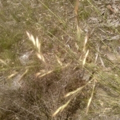 Rytidosperma pallidum at Cooma, NSW - 28 Nov 2022