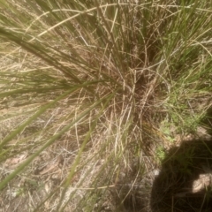 Rytidosperma pallidum at Cooma, NSW - 28 Nov 2022