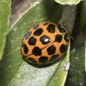 Harmonia conformis at Holt, ACT - 28 Nov 2022