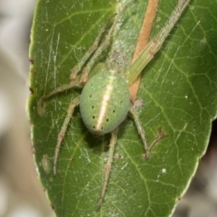 Araneus psittacinus (Parrot Coloured Orb-weaver) at Holt, ACT - 27 Nov 2022 by AlisonMilton