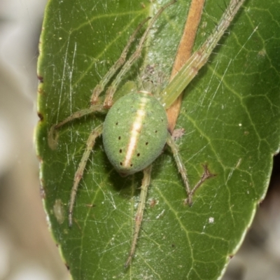 Araneus psittacinus (Parrot Coloured Orb-weaver) at Holt, ACT - 28 Nov 2022 by AlisonMilton